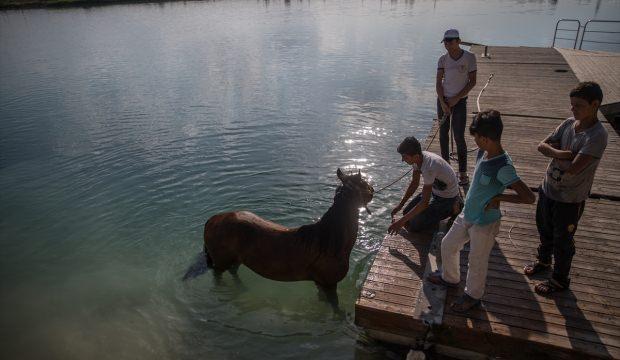 Sıcak havada bunalan atları nehirde serinletiyorlar