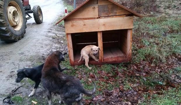 Demirköy'de köpek kulübelerinin çalındığı iddiası