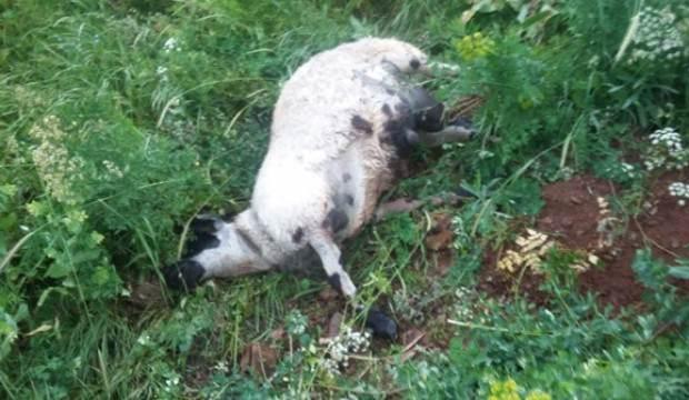 Sürüden ayrılan koyunlara kurtlar saldırdı