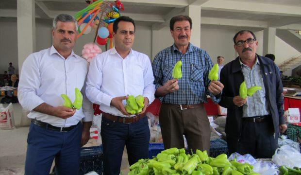 Tescilli Kale biberinin hasadına başlandı
