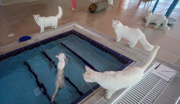 Van kedileri için "özel havuz"
