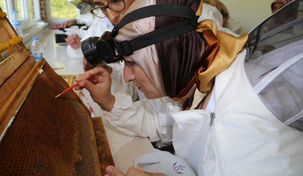 Arı sütü ev kadınlarının umudu oldu
