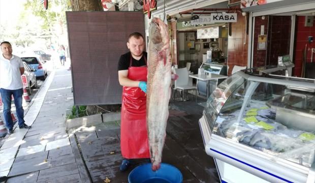 Yeşilırmak'ta 2 metrelik yayın balığı oltaya takıldı