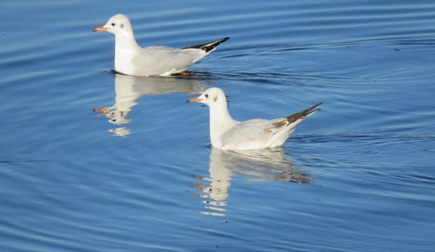 Beyşehir Gölü 4 mevsim farklı kuş türlerini ağırlıyor