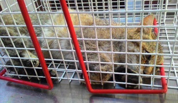 Siirt'te yaralı bulunan yaban kedisi tedavi altına alındı