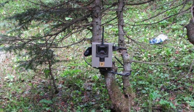 Ilgaz Dağı Milli Parkı fotokapanlar ile izlenecek