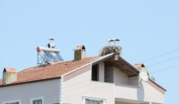 Evlerini çatıdaki leylek ailesiyle paylaşıyorlar