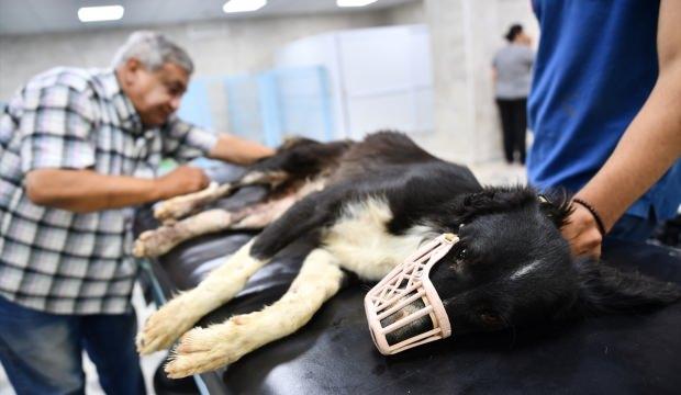 Gaziantep'te silahla vurulan köpek tedavi altına alındı