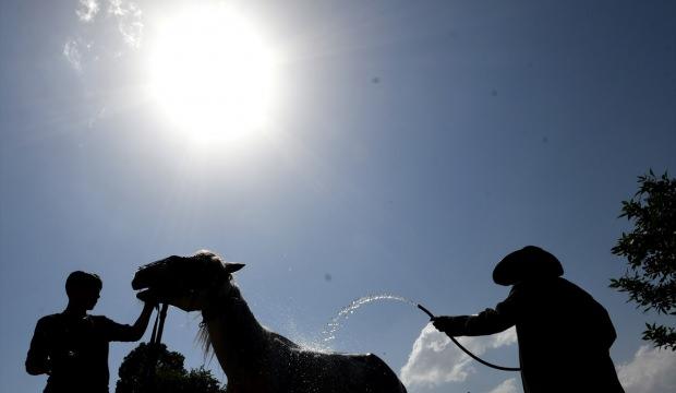 Sıcaktan bunalan atlarını yıkayarak serinletiyorlar