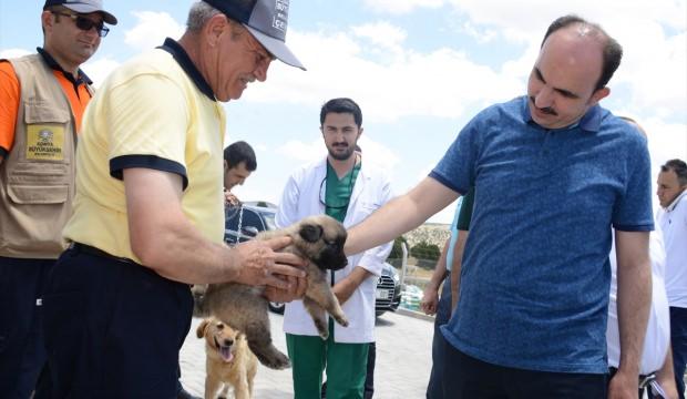 "Gönüllü Hayvan Dostları" projesiyle sahipsiz köpek kalmayacak