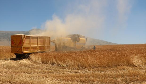 Güroymak'ta buğday hasadı