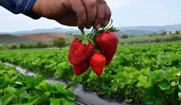 Kentten köye göç ettiren çilek!