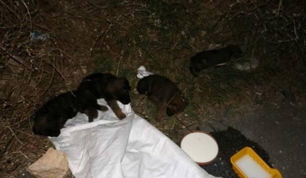 Yavru köpekleri çuvala koyup ölüme terk ettiler