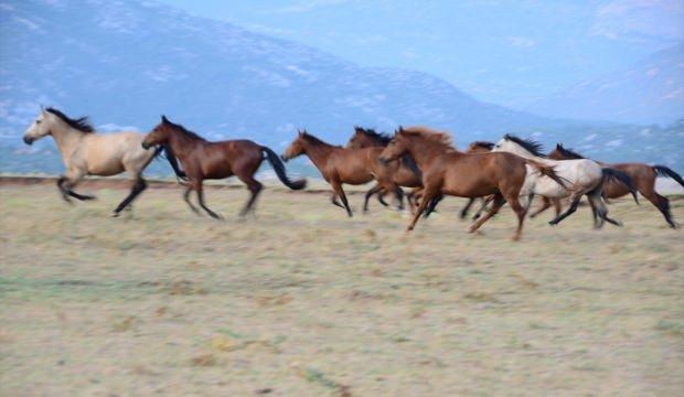 Eynif Ovası'nın yılkı atları belgesele konu oldu