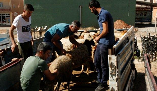 Ömerli'de genç çiftçilere hayvan desteği