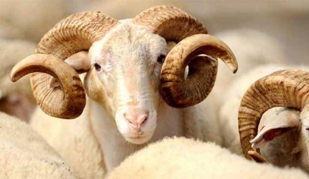Kurbanlık satışları besicinin yüzünü güldürdü