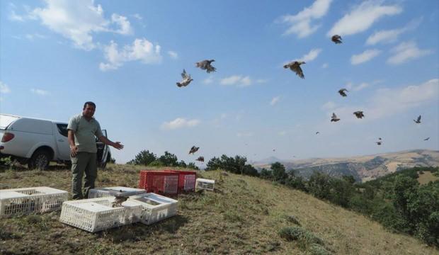 Kırıkkale'de 2 bin keklik doğaya salındı