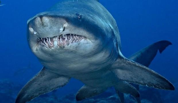 En tehlikeli köpekbalığı Antalya’da!