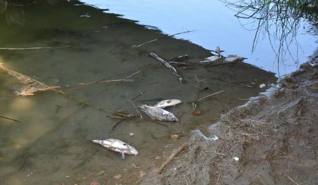 Sinop'taki balık ölümlerinin nedeni belli oldu