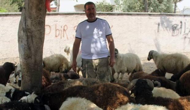 150 kurbanlık sattı, başına öyle bir şey geldi ki!