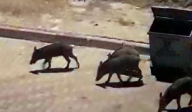 Bodrum'da aç kalan domuzlar ilçe merkezine indi