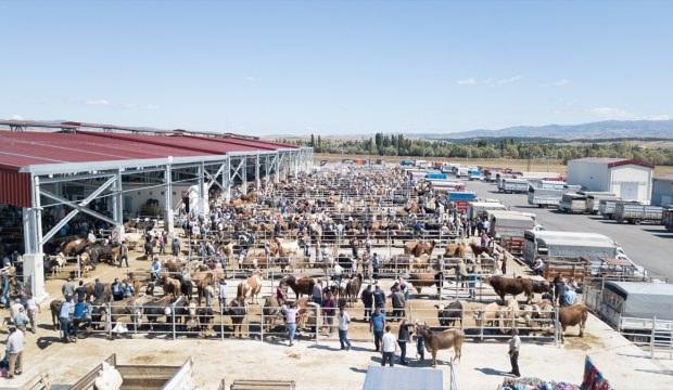 Bölgenin en büyük hayvan pazarı Çorum'da kuruldu