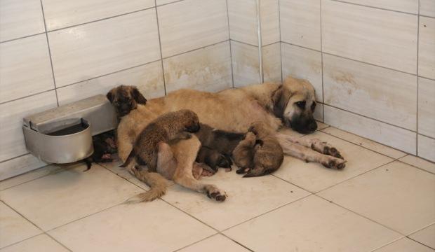 Sokağa terk edilen 4 yavru köpeğe başka bir köpek "annelik" yaptı