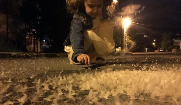 Dün gece başladı! Hepsi ölecek