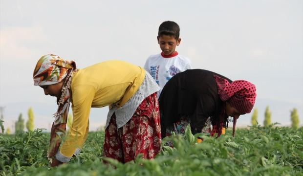 Mevsimlik tarım işçileri Konya Ovası'nda mesaide