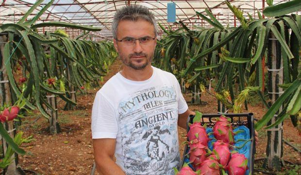 Kumluca'da ejder meyvesi yetiştirilmeye başlandı