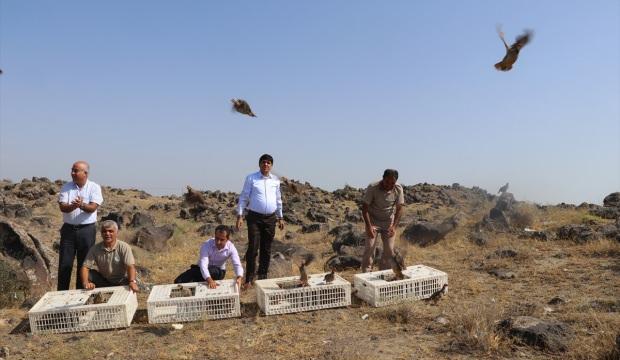 Ağrı Dağı Milli Parkı'na bin keklik salıverildi