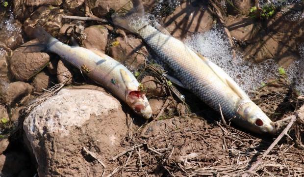 Kızılırmak'ta balık ölümleri korkuttu
