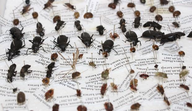 100 bin böcek toplayarak Böcek Müzesi yaptılar