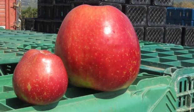 1 kiloluk elma görenleri şaşkına çeviriyor