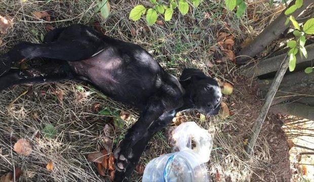 Bolu'da yavru köpekler tüfekle vurulmuş halde bulundu
