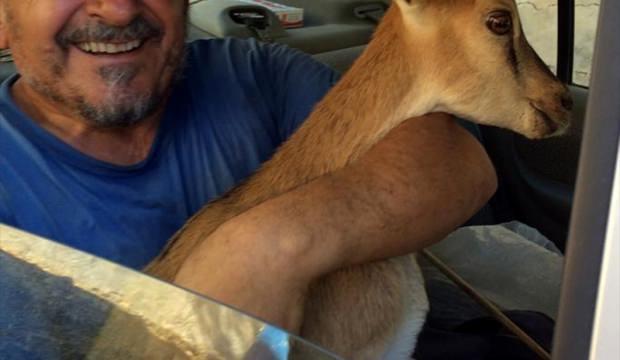 Kıbrıs gazisi su kanalına düşen dağ keçisi yavrusunu kurtardı