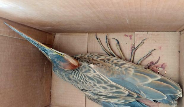Sultan Sazlığı'nda bulunan yaralı kuşlar tedaviye alındı