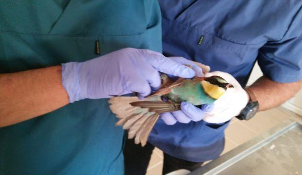 Hakkari'de yaralı bulunan arı kuşu tedavi edildi