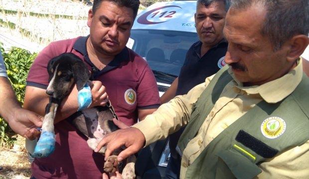 Yangından kurtarılan köpeğin yaralarını sağlık ekipleri sardı