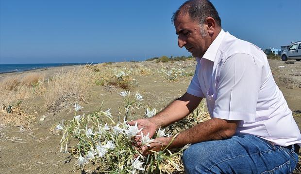 Akdeniz'in süsü nesli tükenen kum zambağı