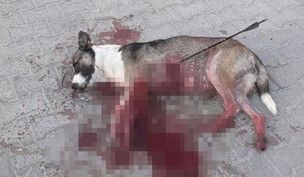 Köpek okla vurularak öldürüldü