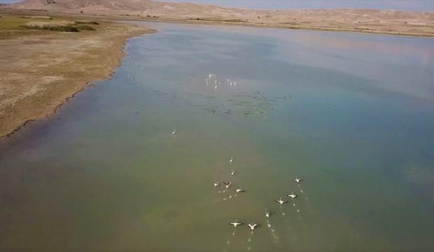 Karataş Gölü'ndeki su kuşları havadan görüntülendi