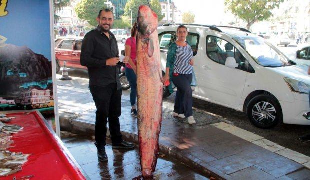 Yeşilırmak'ta 2 metrelik yayın balığı yakalandı