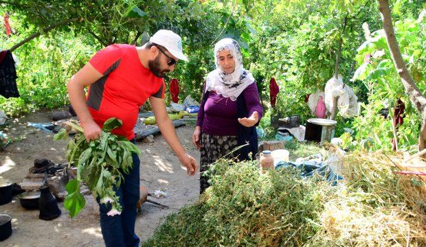Bitlis'in tıbbi ve aromatik bitkileri kayıt altına alınıyor