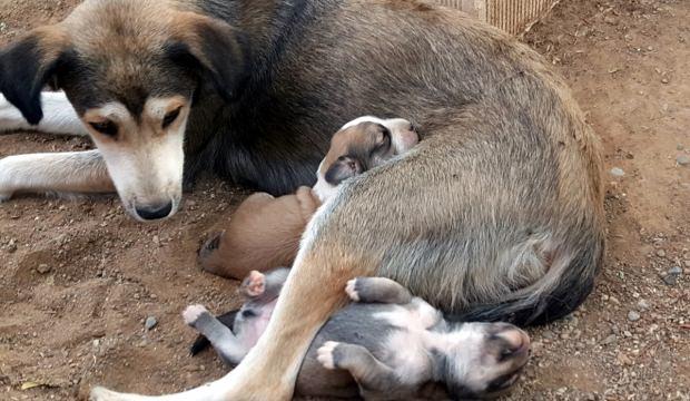 Anne köpek ve yavrularına hayvanseverler sahip çıktı