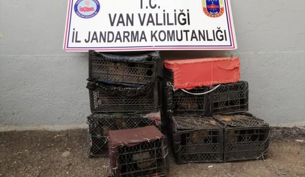 Van'da 152 keklik doğaya bırakıldı