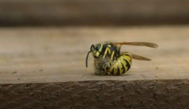 Katil Japon eşek arıları 12 milyon arıyı öldürdü