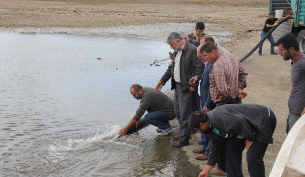 Çekerek Barajı'na 300 bin yavru sazan bırakıldı