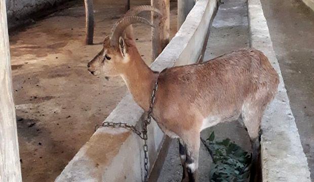 Köpeklerin saldırısına uğrayan dağ keçisi doğaya salındı