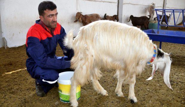 Devlet desteği ile kurduğu çiftlikte keçi sütü üretiyor